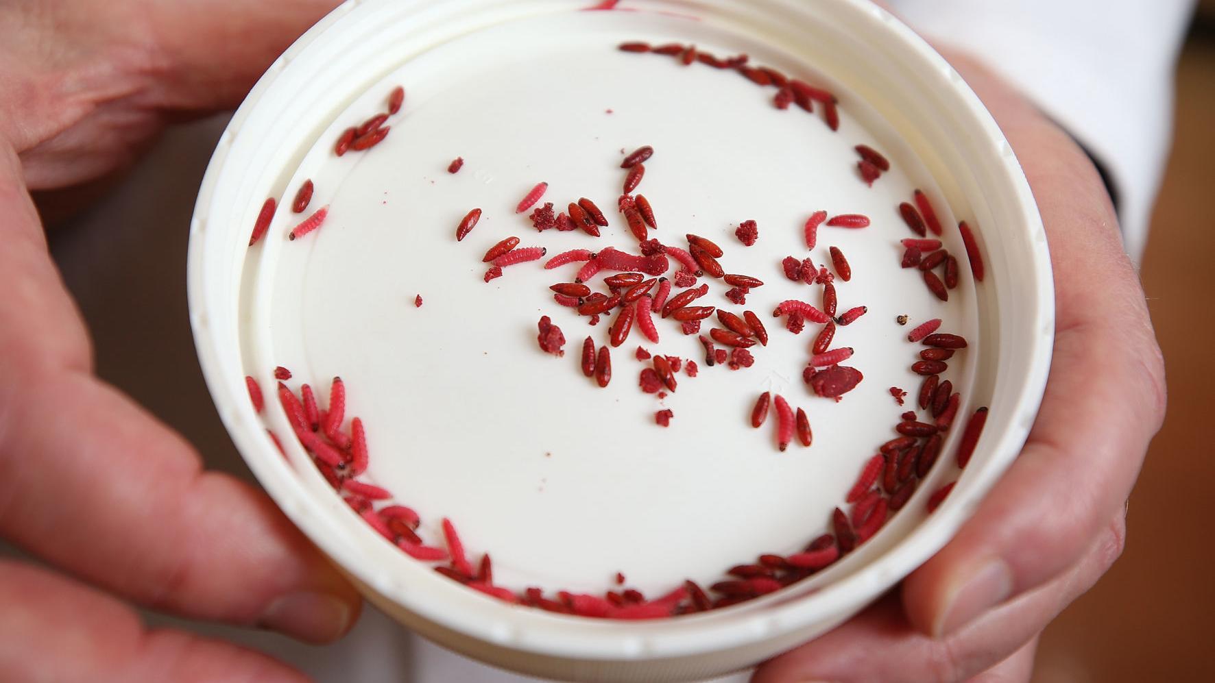 How Arizona scientists and farmers banished the pink bollworm from the Southwest